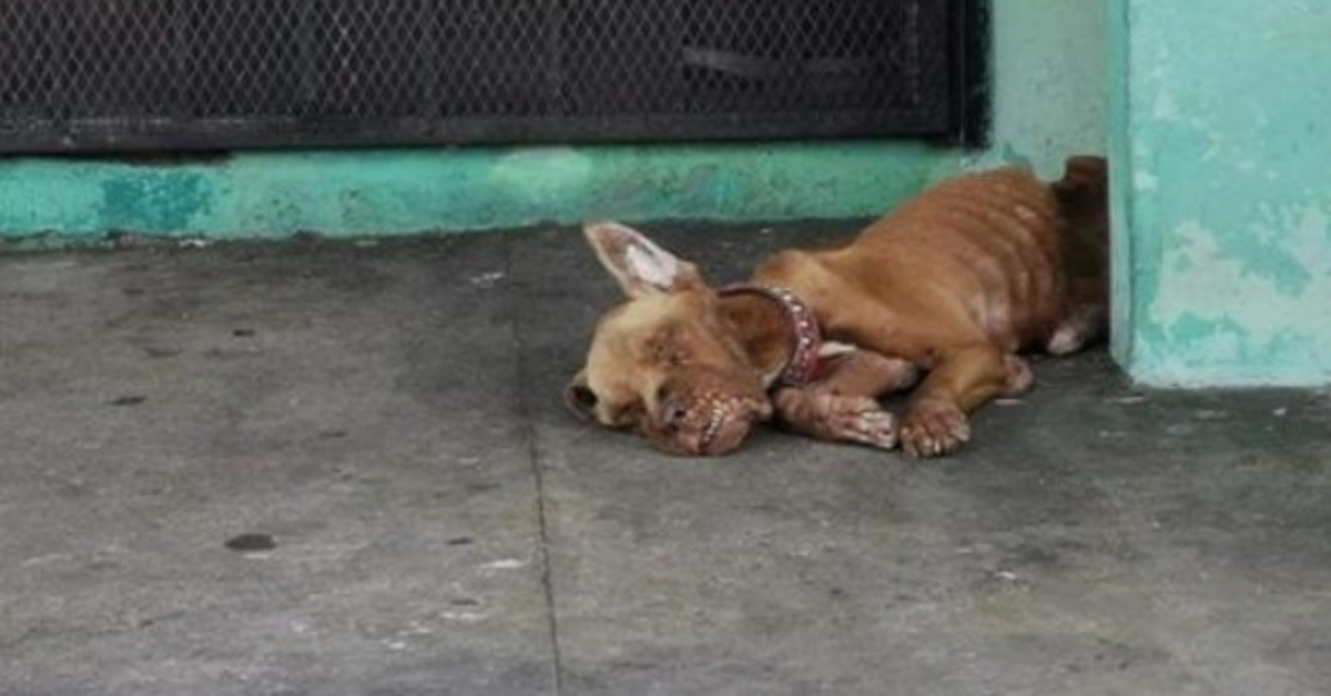 Hund övergiven på bensinstationen och han ignorerades totalt av alla