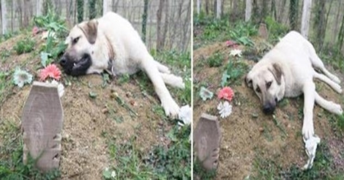 Denna “hjärtkrossade” hund sprang hemifrån varje dag för att besöka sin döda ägares grav