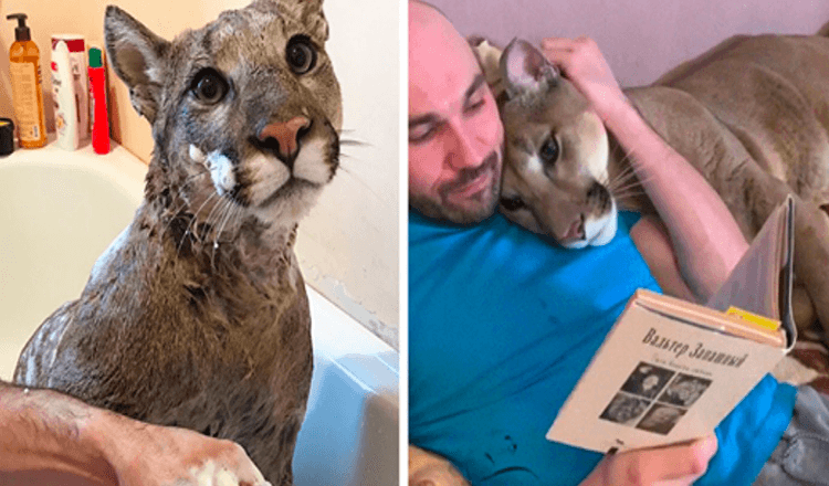 Räddad puma kan inte släppas ut i naturen så han lever som en bortskämd huskatt.