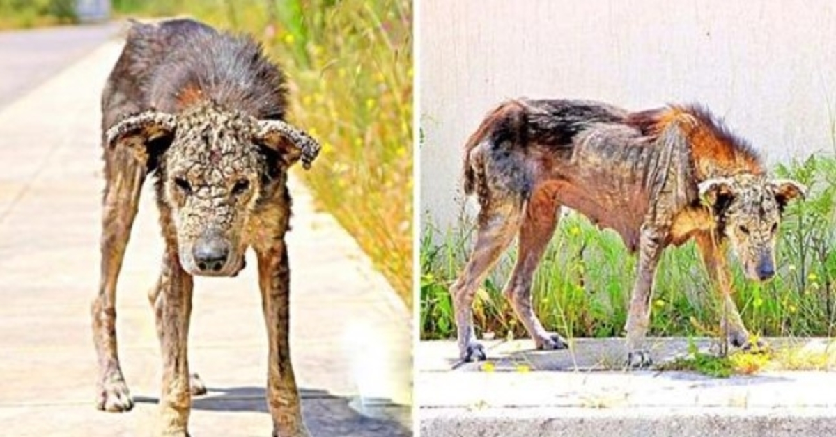 Oälskad hunds kropp blir hård som sten, hon förlorar all rörlighet och väntar på att dö