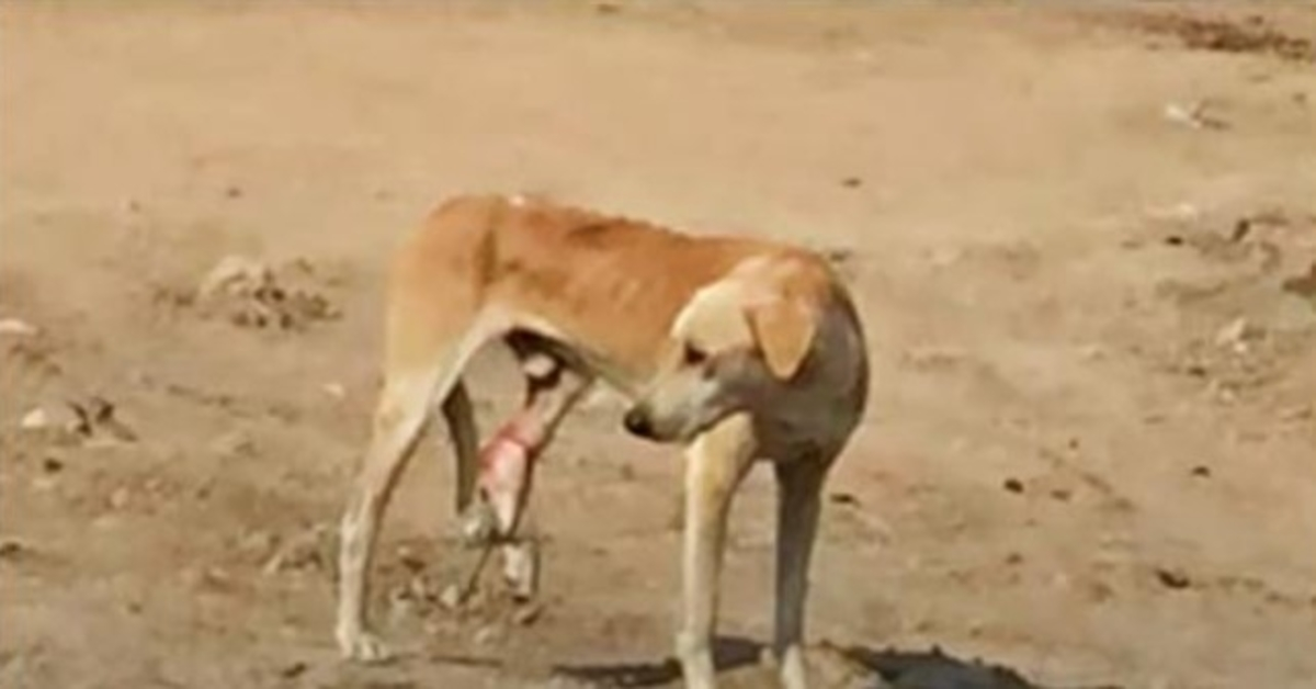 Hungriga gatuhund med fångade ben kan inte förstå sin smärta och de går förbi honom