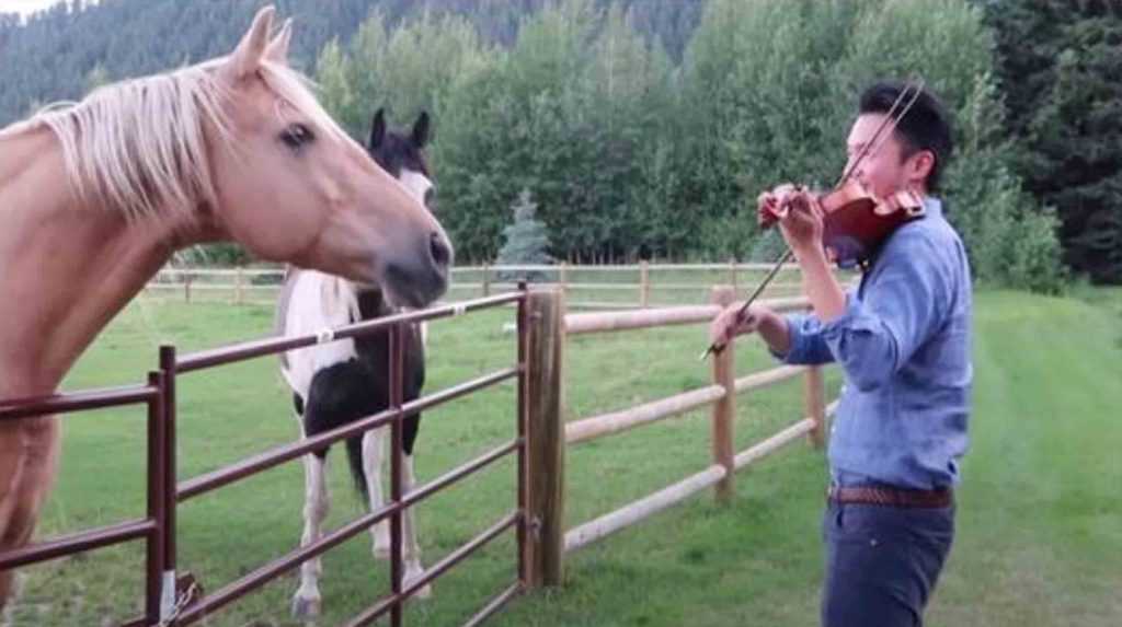 Man som spelar fiol får sällskap av 2 hästar som “dansar” till hans musikaliska serenad