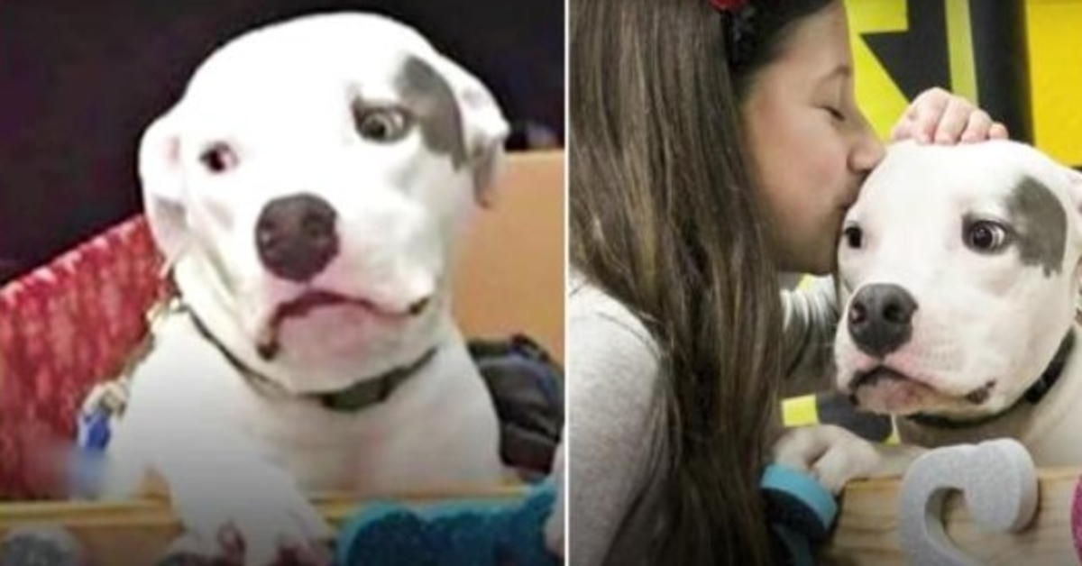 Missbrukade Pit Bull ser sin bror igen, ber honom att trösta sin brutna ande