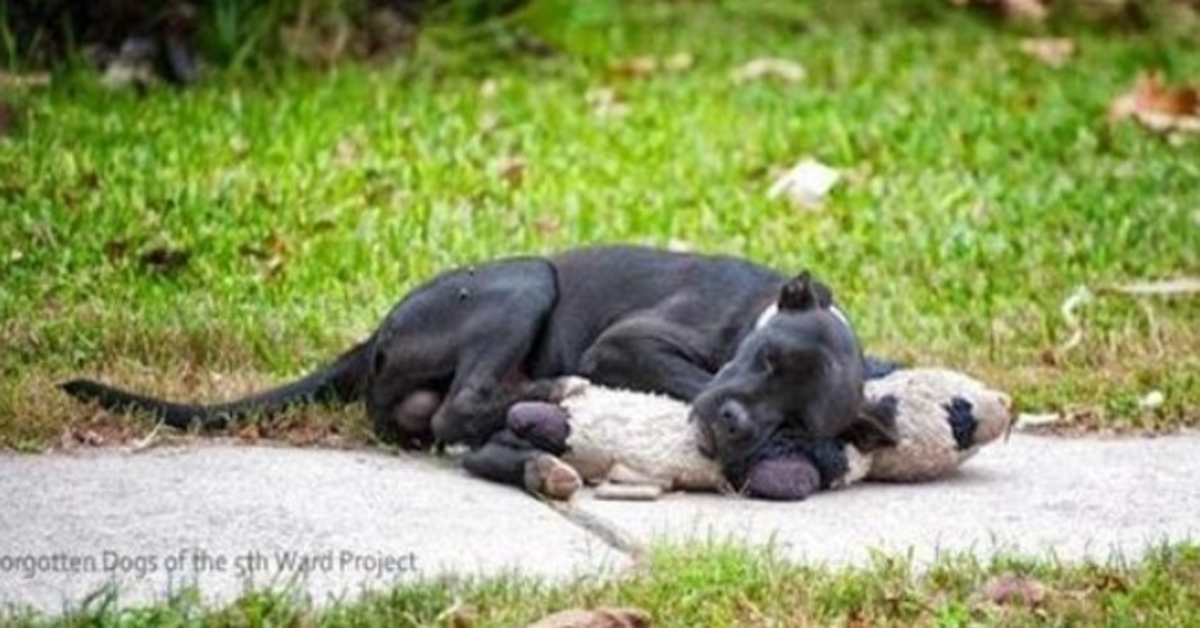 Denna herrelösa hund sover med ett gosedjur och ingen bryr sig