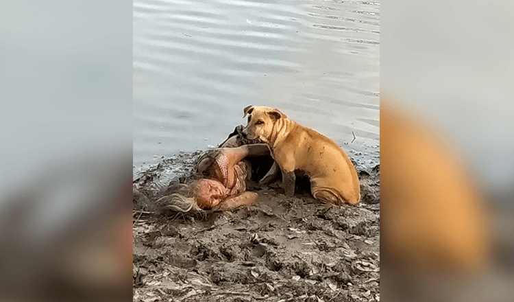 Herrelös hund hittar och skyddar blind äldre kvinna vid floden