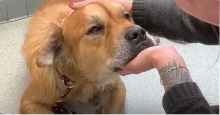 Senior hund i skydd sätter tass på kvinnan och låt oss veta att det är dags