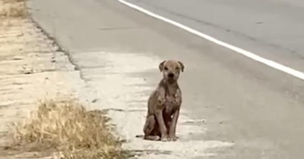 Rädd & ledsen hund som sitter vid sidan av vägen och saknar sin glänsande päls och söker kärlek