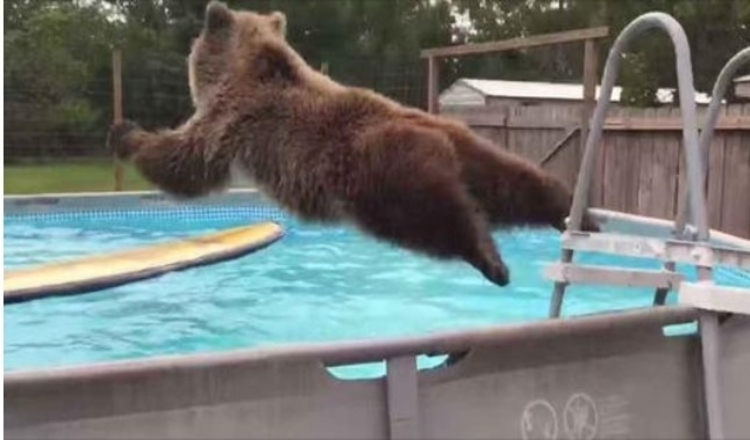 Grizzly Bear Belly floppar rakt in i poolen och vänder sig sedan om och ger kameran ett stort leende