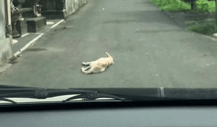 Bil rycker upp på en hund som ligger orörlig mitt på vägen