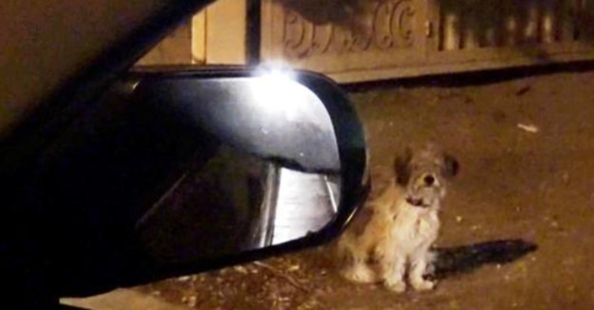 Lojal hund väntar troget på samma plats där hans familj dumpade honom för några veckor sedan