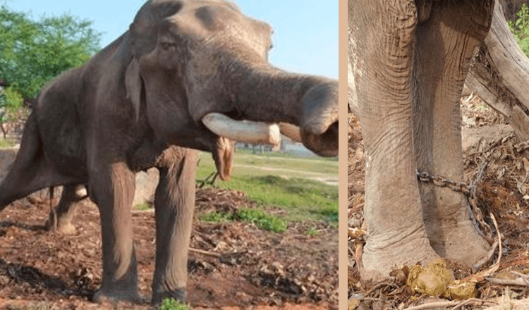 Smeknamnet världens olyckligaste elefant visste han inget annat än ett liv i lidande i 50 år