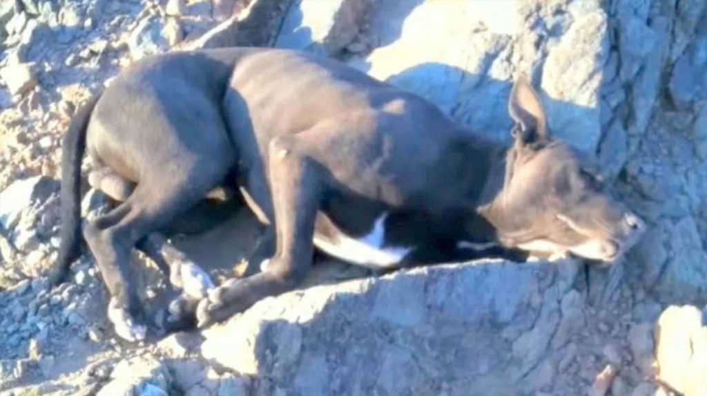 Vandrare hittar döende hund med skottsår, bar honom i en timme för att få hjälp