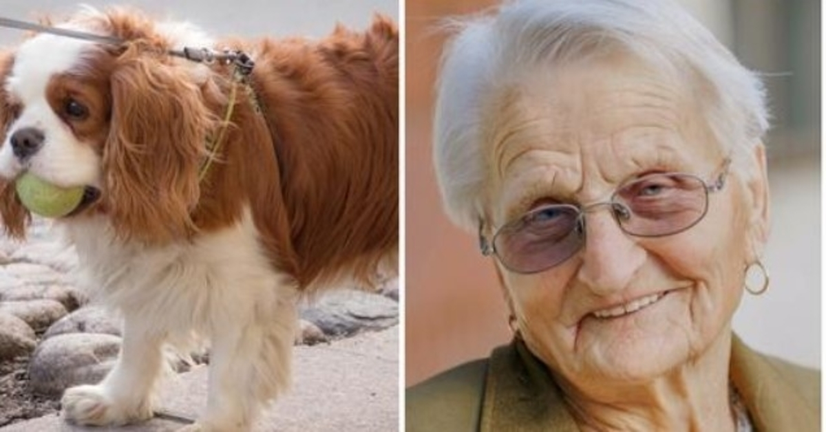 93-årig kvinnas lilla spaniel saknas i 2 dagar så hon ringer polisen i tårar