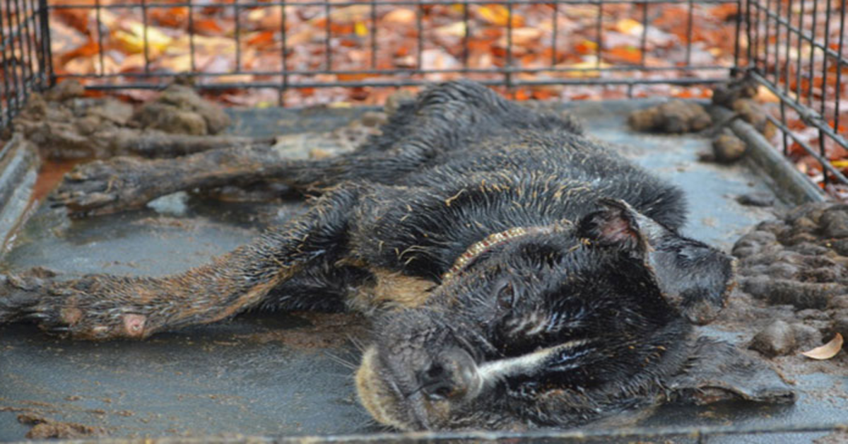 Döende hund hittas inlåst i en låda all täckt av avföring blir fullständigt förvandlad av kärlek