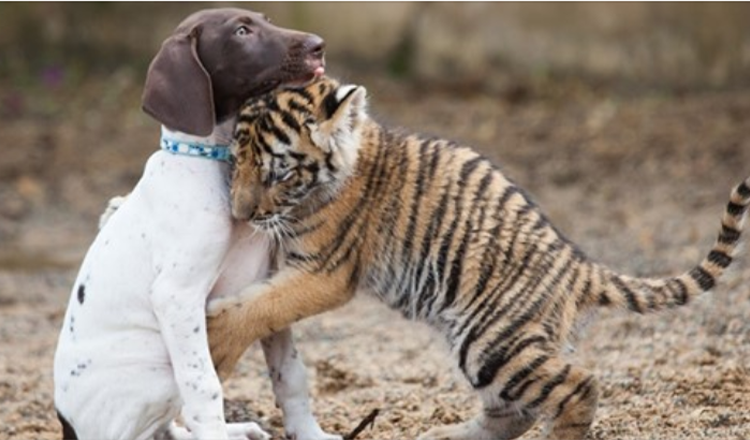 Tigerunge som avvisats av sin mamma hittar en bästa vän i en valp