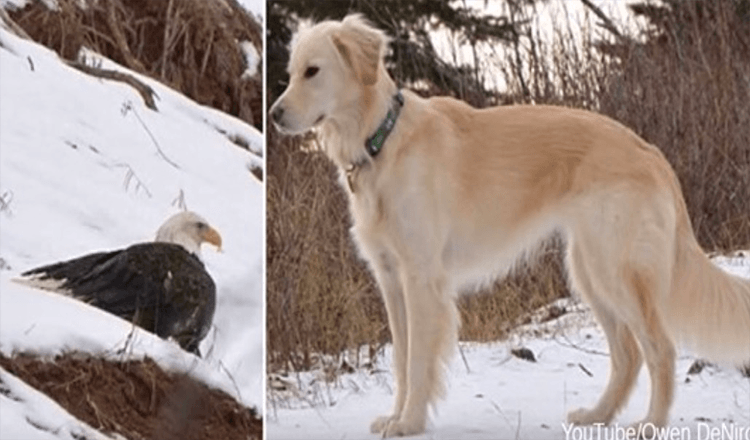 Bald Eagle räddad från att frysa till döden av Golden Retriever