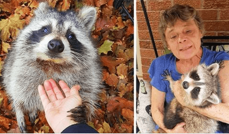 Raccoon kommer fortfarande tillbaka för att besöka kvinnan som räddade honom tre år senare