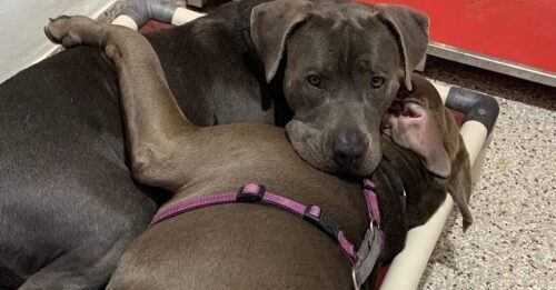 Pitties Who Bond in Shelter Hitta ett “Together Forever” hem