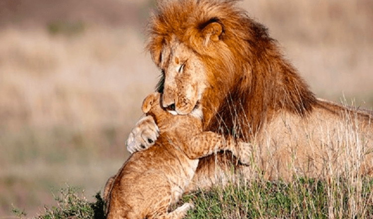 Real Life Lion King (7+ bilder) – Fotograf fångar lejonpappa och -unge i magisk kram