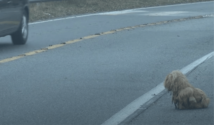 Mattad hund stirrar oavbrutet på bilar i 2 år i hopp om att hennes ägare kommer tillbaka