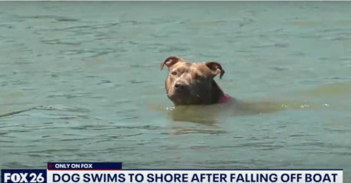 Hund som ramlade av en räkbåt hittades levande dagar senare efter att ha simmat sex mil till stranden