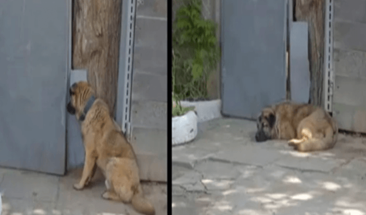 Hund vägrar lämna porten efter att ägaren sparkat ut honom för att vara för “snäll”