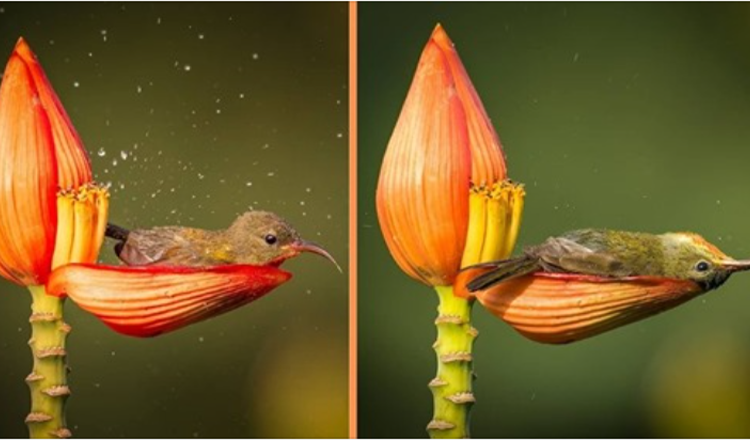 Fotografen fångar en liten fågel med ett blomblad som sitt badkar