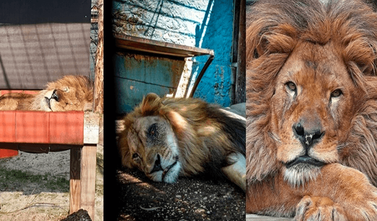 Bodde i världens värsta djurpark, Lion Bob räddades / Nu har han mat och de älskar honom