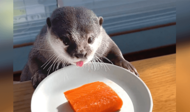 Chubby Otter på diet får en laxgodis för fuskdagen och det är det sötaste