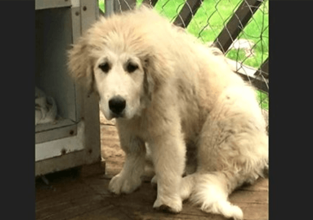 Försummad Great Pyrenees-valp med deformerad tass får en andra chans