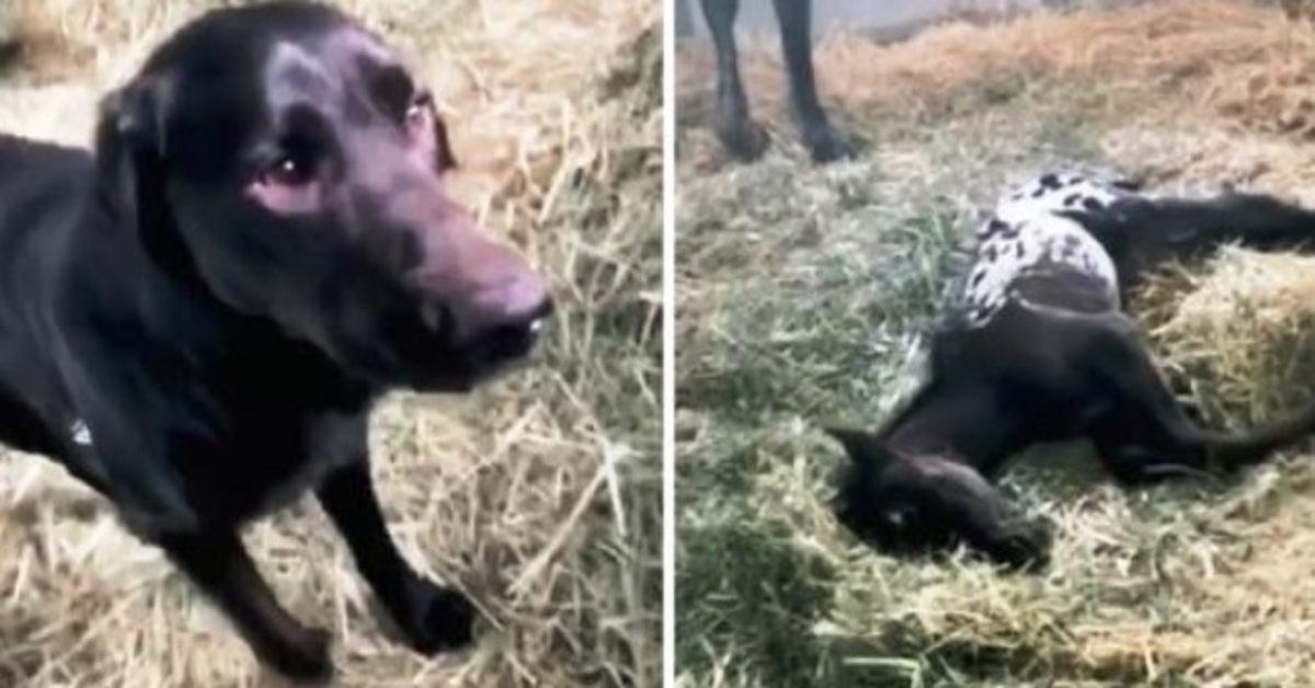 Hund kommer springande för att hälsa på nyfödda föl, men fölet ligger orörligt på marken