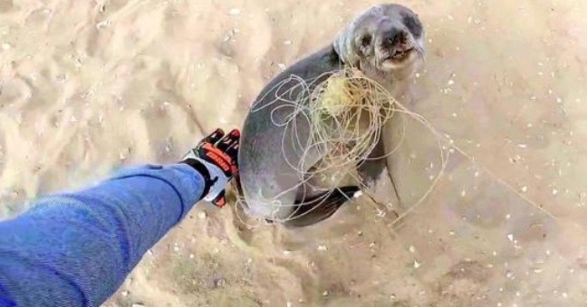 Baby Seal slutar för att tacka sina räddare för att de befriade honom innan de återförenas med sin familj