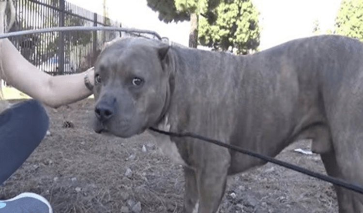 Skadade Pit Bull skriker och gnäller av smärta när räddare närmar sig och räddar honom från tågspår