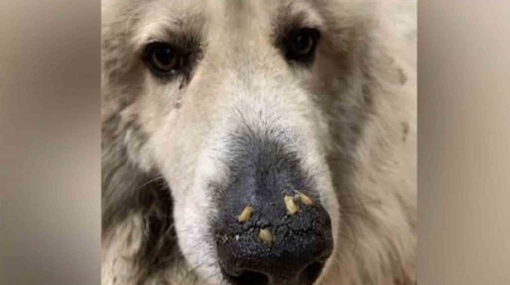 Hund bara dagar från att dö upptäckts med maggots som kryper i nosen