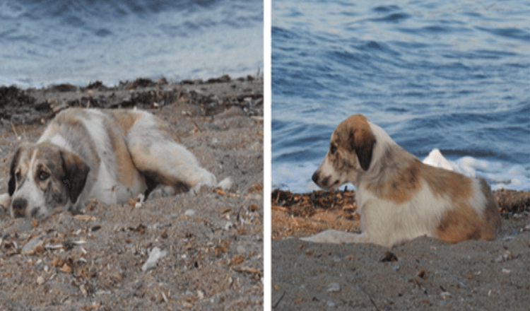 Herrelös hund som jagar efter kvinna på stranden visar sig vara en förklädd skatt