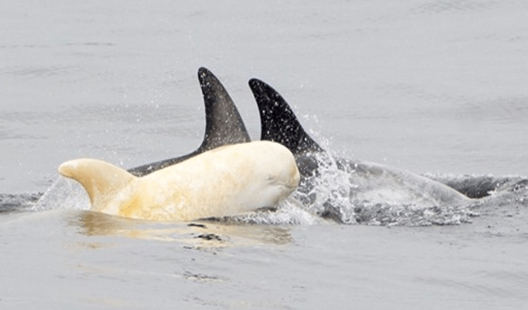 SÄLLSYNDIG albinodelfin har upptäckts och det är svårt att tro att det är på riktigt